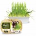 GRAMINHA P/CAES DIGESTIVE GRASS 50GR.