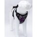 CONJ.GUIA COLETE FRESH PRETO PP LION PET